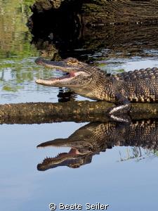Smiling Gator , taken at St. Marks River FL by Beate Seiler 